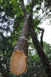 cut pine tree stuck in a live tree