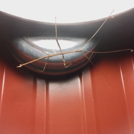 stickbug on an outdoor light