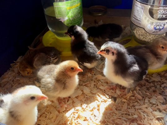 Brooder-chicks-pinechips