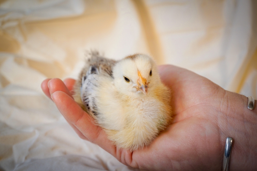 Buff Brahma rooster chick in a hand
